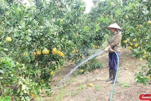 Phát triển cây ăn quả theo hướng bền vững
