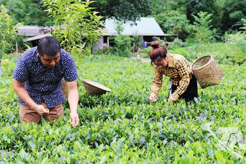 Vô Tranh vào vụ chè đông đón Tết