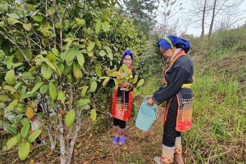 Quảng Ninh phát huy hiệu quả nguồn vốn tín dụng chính sách