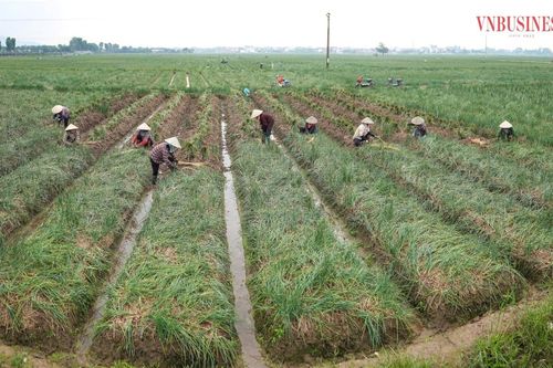 Cà rốt, hành vào mùa vàng, doanh nghiệp ngoại đặt cọc, HTX ở Hải Phòng tất bật thu hoạch