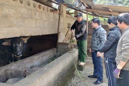 Chăm sóc, bảo vệ đàn vật nuôi trong giá rét
