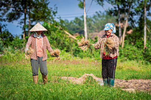 'Nắng vàng trên cát, lộc về đầy tay' tại thủ phủ kiệu Tết Gia Lai