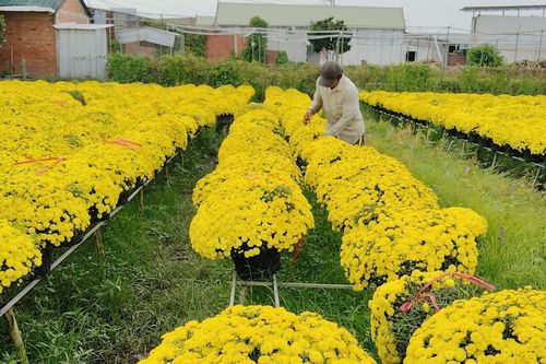 Cúc mâm xôi nở sớm, giá giảm sâu, nông dân Chợ Lách thấp thỏm trước vụ Tết