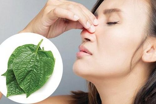 Cách dùng lá lốt giảm triệu chứng viêm xoang hiệu quả