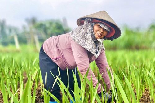 Nông dân 'chờ Tết' trong ruộng lay ơn