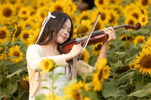 Thảm hoa hướng dương tại Hà Nội thu hút các bạn trẻ