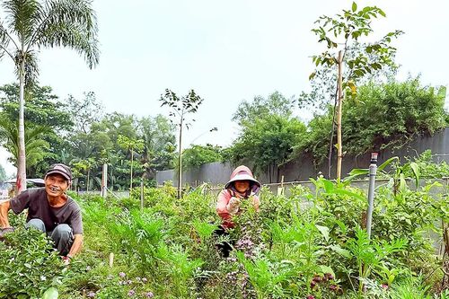 Những khu phố ngập sắc hoa