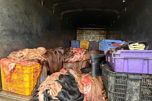 Phú Thọ phát hiện 1,2 tấn mỡ, da trâu, bò không rõ nguồn gốc