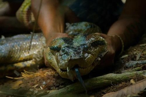 Trăn khổng lồ mới lộ diện trong rừng Amazon khiến giới khoa học sửng sốt
