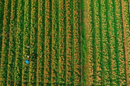 Hải Phòng: Chiêm ngưỡng cánh đồng hoa ly nhuộm vàng bãi bồi ven sông Kinh Thầy