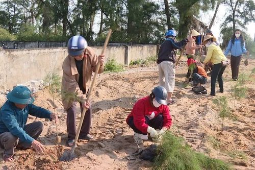 Cưỡng chế công trình, trồng lại 1.000 cây phi lao tại khu rừng ven biển bị xâm hại ở Quảng Trị
