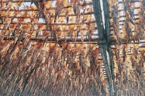 Giá mực xà 'neo đỉnh'nhiều tháng, ngư dân Quảng Ngãi phấn khởi đón Tết