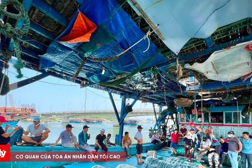 Giá mực xà lên cao, ngư dân Quảng Ngãi phấn khởi đón Tết