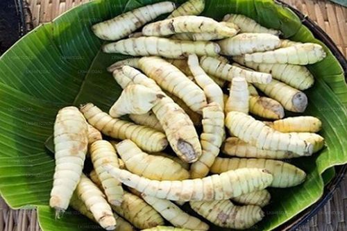 Loại củ bán đầy chợ là 'khắc tinh' của người mắc bệnh tiểu đường