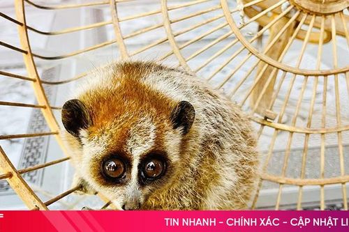 Bàn giao động vật nằm trong Sách Đỏ cho Vườn Quốc gia Vũ Quang