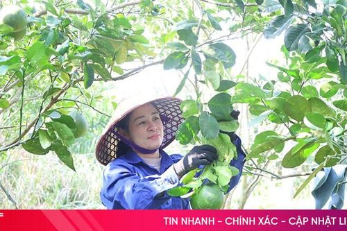 Áp dụng công nghệ 'điều khiển' bưởi da xanh nở hoa