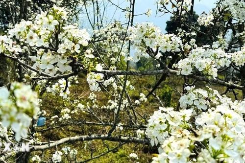Lễ hội hoa lê Hồng Thái - điểm hẹn mùa Xuân vùng cao Tuyên Quang