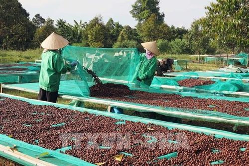 Cà phê Việt trong kỷ nguyên giá trị - Bài cuối: Không gian giá trị quốc gia