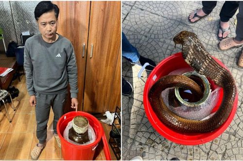 Khởi tố đối tượng mua bán rắn Hổ mang chúa