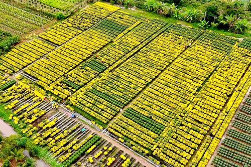 'Thủ phủ' hoa miền Tây thấp thỏm trước thềm Tết Nguyên đán