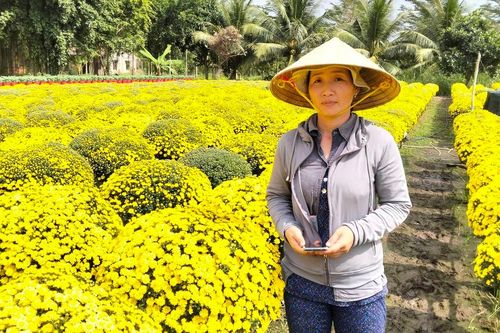 Vĩnh Long: Tiếp sức phụ nữ 'giải cứu' hoa cúc mâm xôi nở sớm trước Tết Nguyên đán