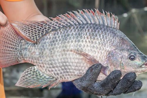 Xuất khẩu cá rô phi: Cạnh tranh gia tăng, cần chiến lược dài hạn