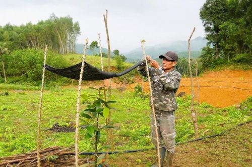 Xã Sơn Cẩm Hà thay 'chất' cho đất gò đồi