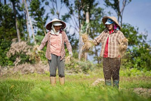 Rộn ràng mùa thu hoạch kiệu ở Phù Mỹ Nam