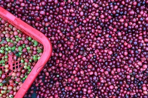 Giá cà phê vượt ngưỡng 98.000 đồng/kg