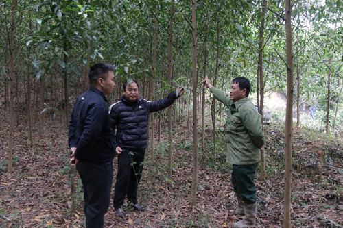 Châu Sơn phát triển kinh tế rừng