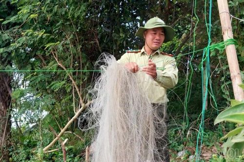 Lào Cai tăng cường quản lý bảo vệ động vật hoang dã