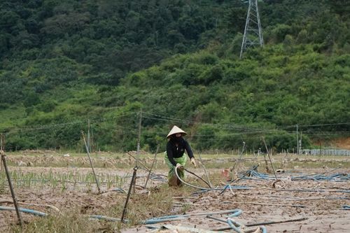 Không để thiên tai làm đứt gãy sinh kế nông dân