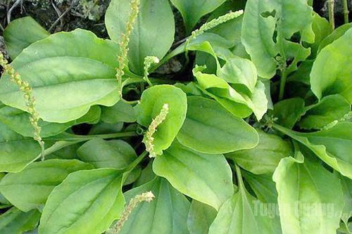 Vị thuốc quý từ cây Mã đề