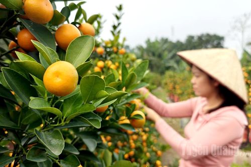 Quất cảnh sẵn sàng xuống phố