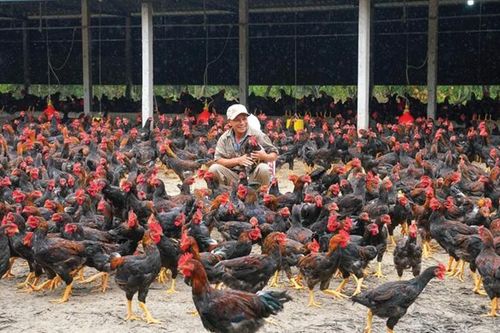 Cơ hội mới từ mô hình nuôi gà kiến