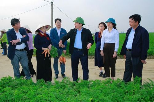 Hải Phòng: Cà rốt xã Tuệ Tĩnh mở rộng thị trường xuất ngoại