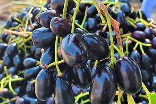 Loại quả xưa chín rụng không ai ngó ngàng, nay thành đặc sản lạ ở thành phố 100.000 đồng/kg, tốt cho sức khỏe