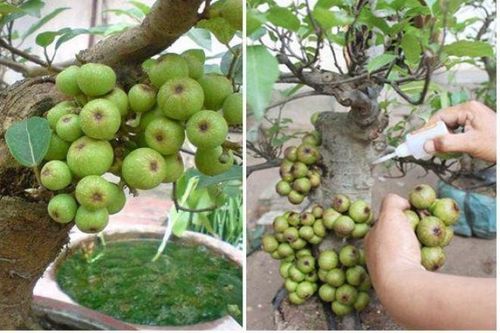 Mua cây cảnh trĩu quả, coi chừng... 'dính keo'