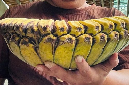 Người đàn ông đưa giống chuối 'độc, lạ' về trồng ở 'thủ phủ chuối' Quảng Trị