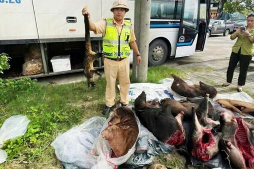 Chợ thú rừng và những chiêu thức 'nhá hàng'