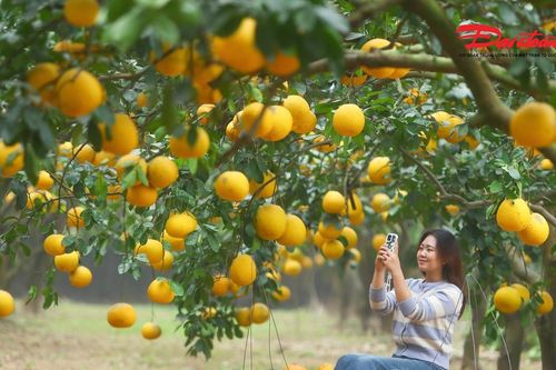 Vườn bưởi Diễn ven đô Hà Nội mùa chín rộ, hút khách chụp ảnh dịp cận Tết