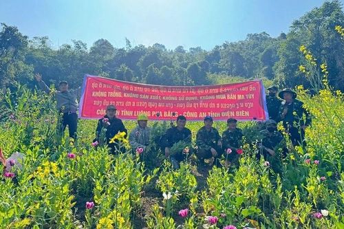 Phá nhổ hơn 12.000m² cây thuốc phiện tại khu vực biên giới giáp Điện Biên, Luông-pha-băng