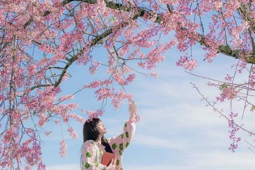 Đà Lạt ra mắt bản đồ số mai anh đào, du khách săn hoa theo thời gian thực