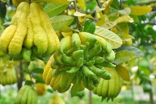 4 loại cây phong thủy rước 'tài lộc' vào nhà