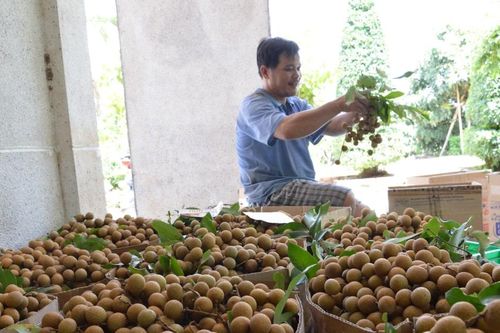 Đồng Tháp ưu tiên hỗ trợ liên kết, tiêu thụ cho 8 nhóm ngành hàng nông nghiệp