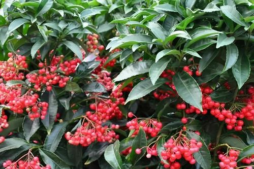 Nhà có cây kim ngân lượng, lộc đỏ quanh năm