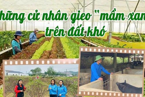 Những cử nhân gieo 'mầm xanh' trên đất khó