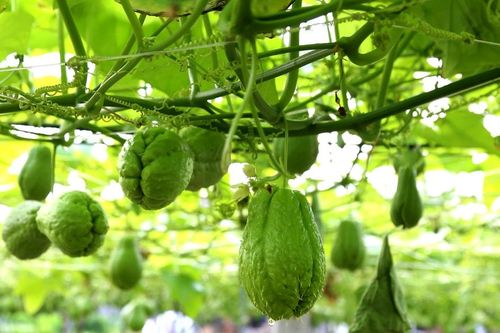 Thủ phủ su su Nghệ An vào mùa