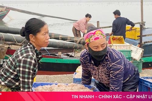 Ngư dân vùng biển ngang Hà Tĩnh được mùa tép