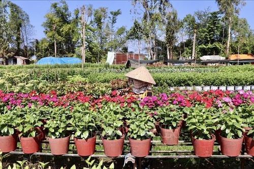 Nhà vườn An Giang kỳ vọng vụ hoa Tết